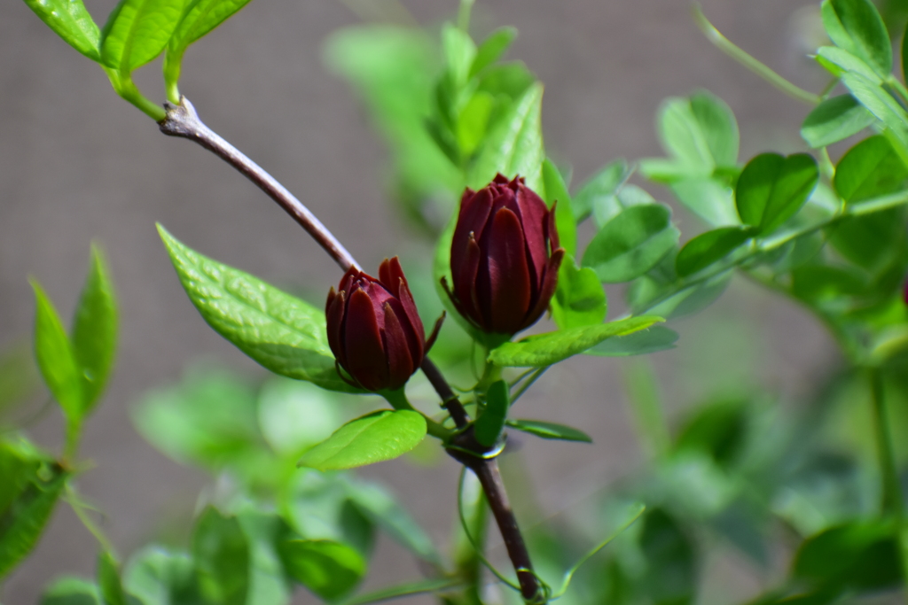 アメリカ蠟梅 （アメリカろうばい）黒花蠟梅（くろばなろうばい）５