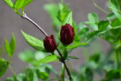 アメリカ蠟梅 （アメリカろうばい）黒花蠟梅（くろばなろうばい）５