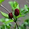 アメリカ蠟梅 （アメリカろうばい）黒花蠟梅（くろばなろうばい）５