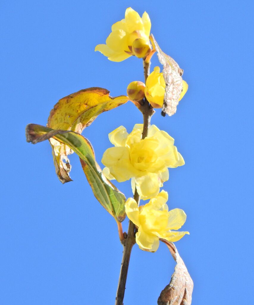 蝋梅が開花　７