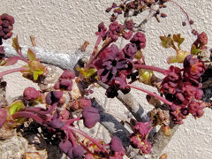 ミツバアケビの花　４