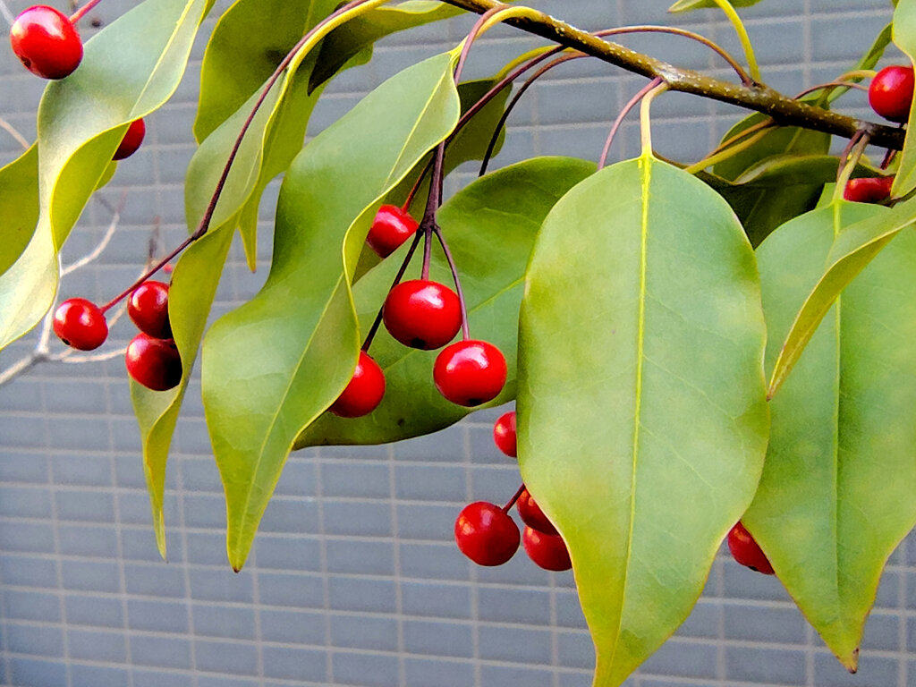 ソヨゴ（冬青）３