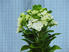 まだ咲いていた 紫陽花 まだ咲いていた 紫陽花