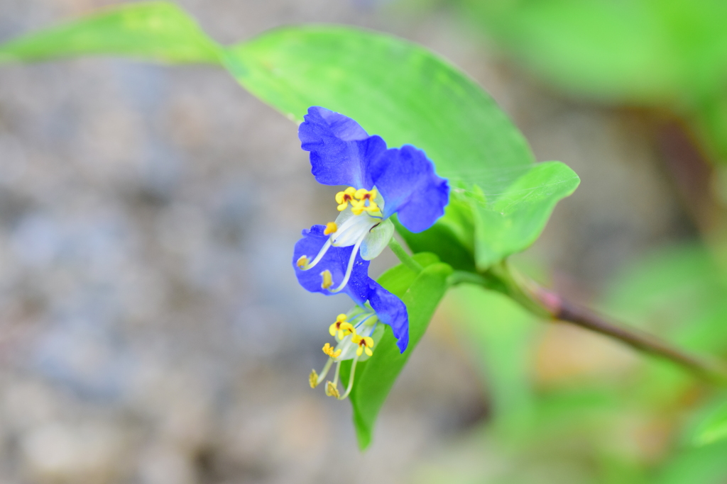 梅雨入り・露草 （つゆくさ）５