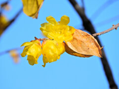 寒風・強風　吹く・・蝋梅　５