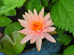 睡蓮　１