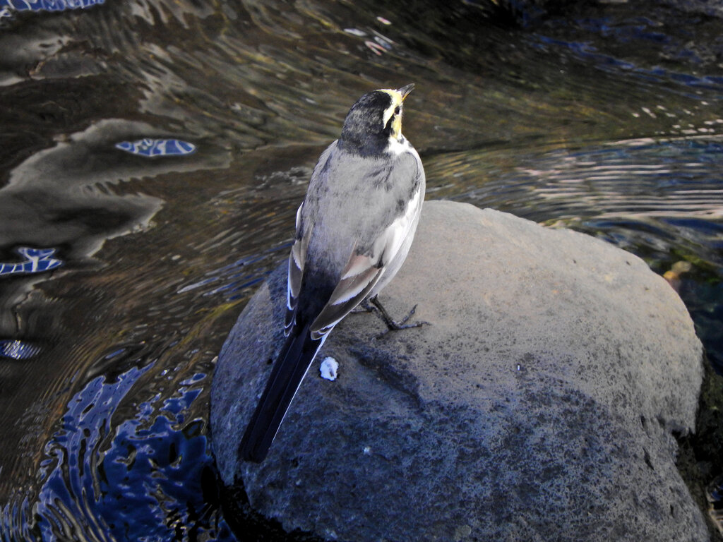 ハクセキレイ　２