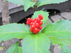 「千両（せんりょう）」の実　６