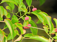 真弓 （まゆみ）４