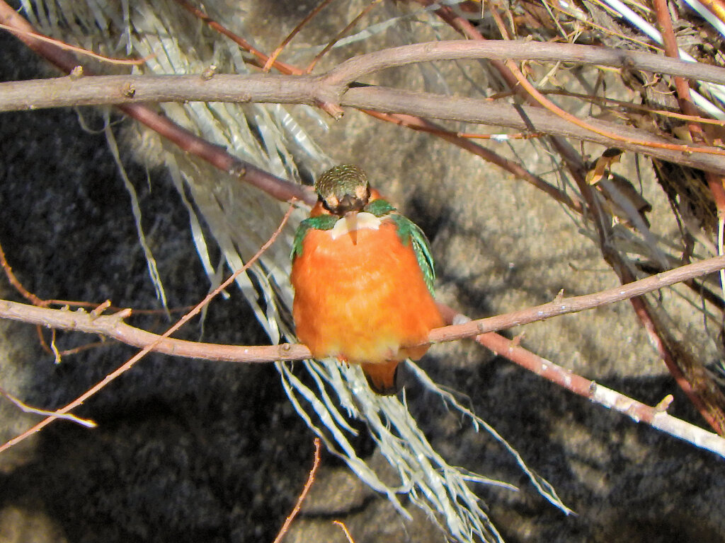 今日のカワセミ　さん　3/3