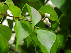 南京黄櫨 （なんきんはぜ）弾けた実　５