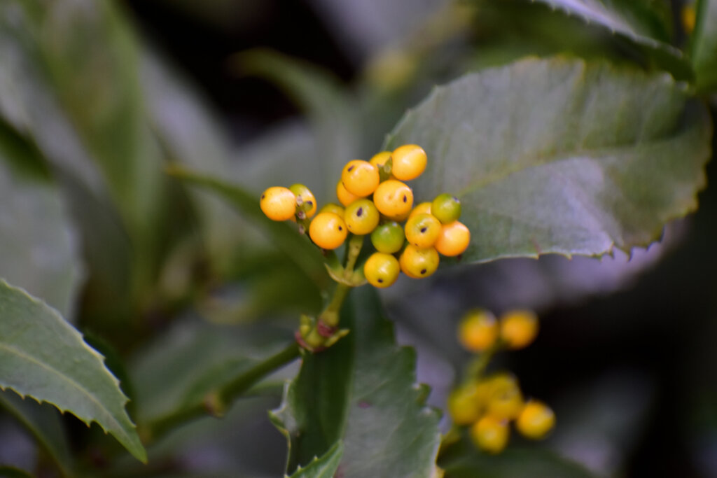 きみのせんりょう 　(黄実の千両)　２