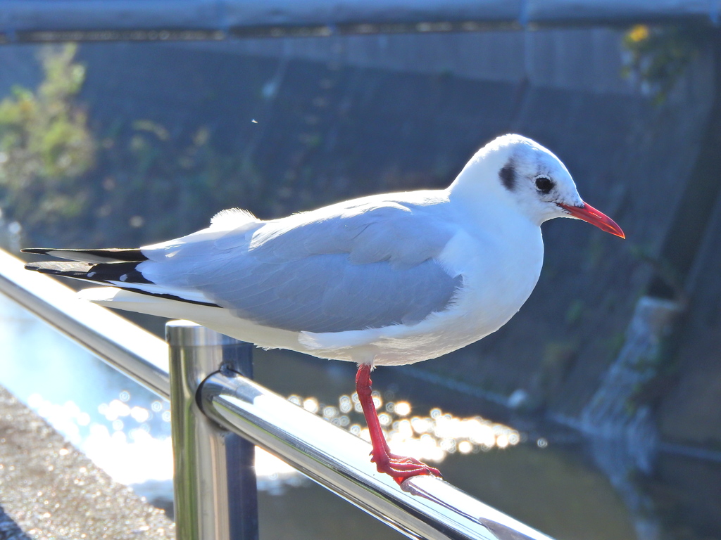 ユリカモメ　さん　２