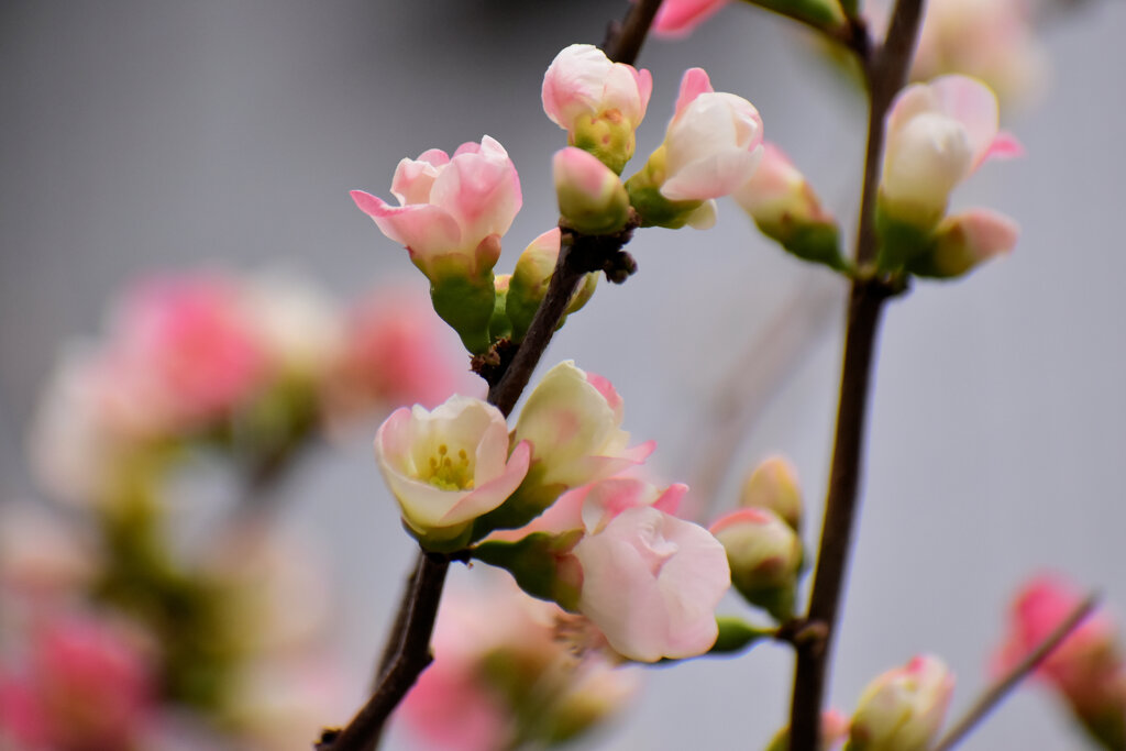 ぼぉけぇ～木瓜の花　２