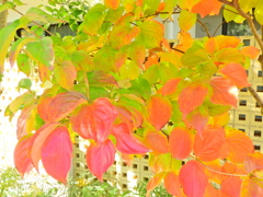 山法師 （やまぼうし）の紅葉　６