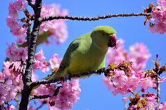 河津桜を喰い散らす　ワカケホンセイインコ　４