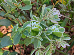 初雪草 （はつゆきそう）６