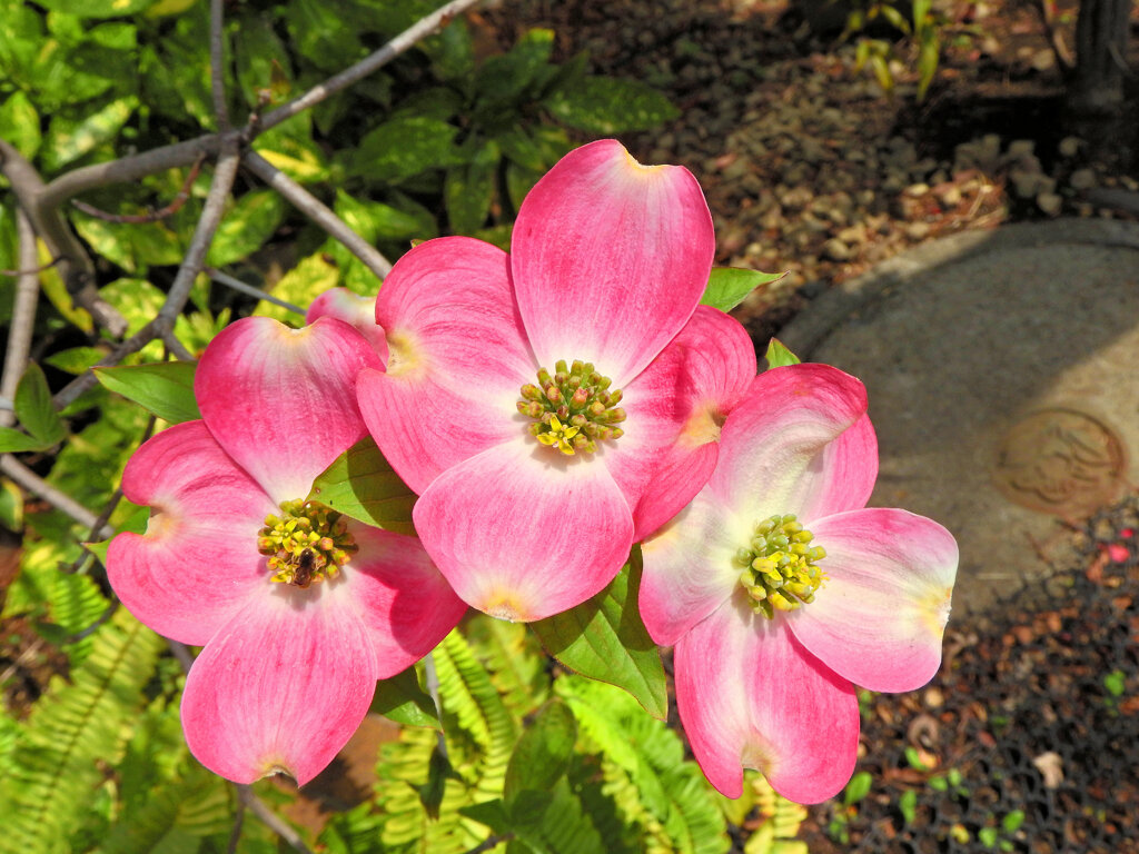 花水木　５