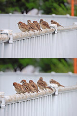 雀　さん