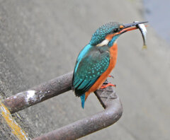 翡翠さんお魚get　３