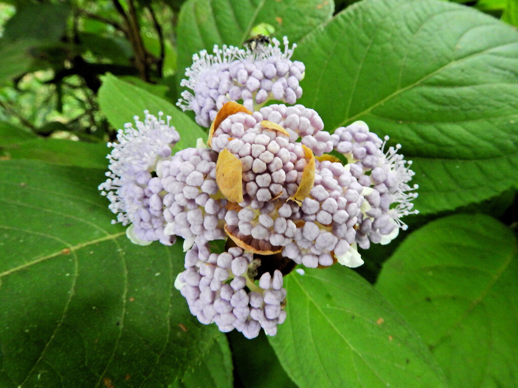 里山の急斜面で　玉紫陽花　開花　１