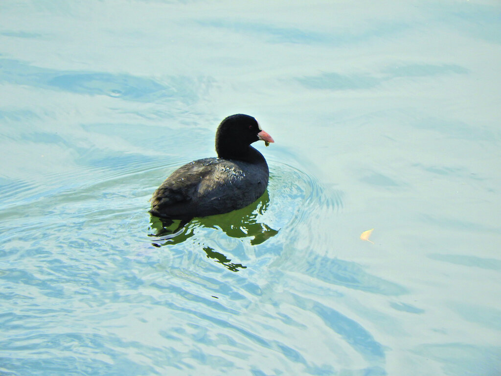 オオバン　ｷﾀ━(´◕ฺω◕ฺ｀)　４