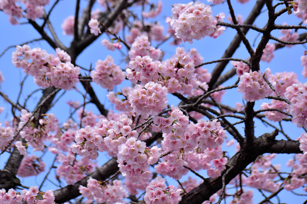 大寒桜（おおかんざくら）４