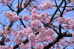 大寒桜（おおかんざくら）４