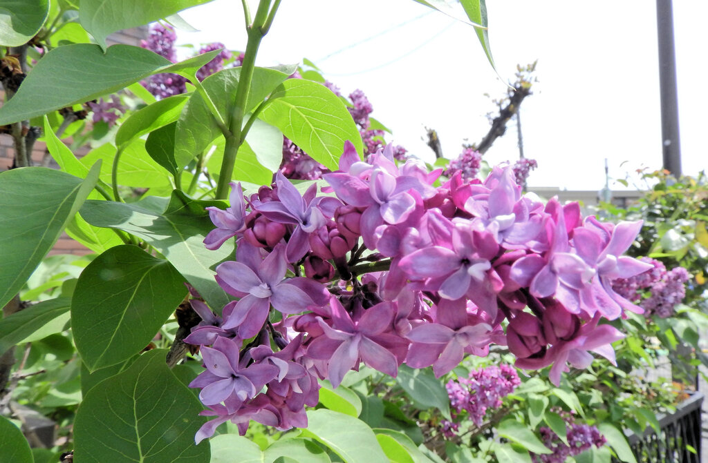 ライラック、  リラ、紫丁香花（むらさきはしどい）４