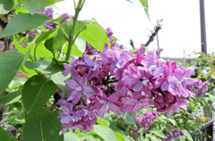 ライラック、  リラ、紫丁香花（むらさきはしどい）４