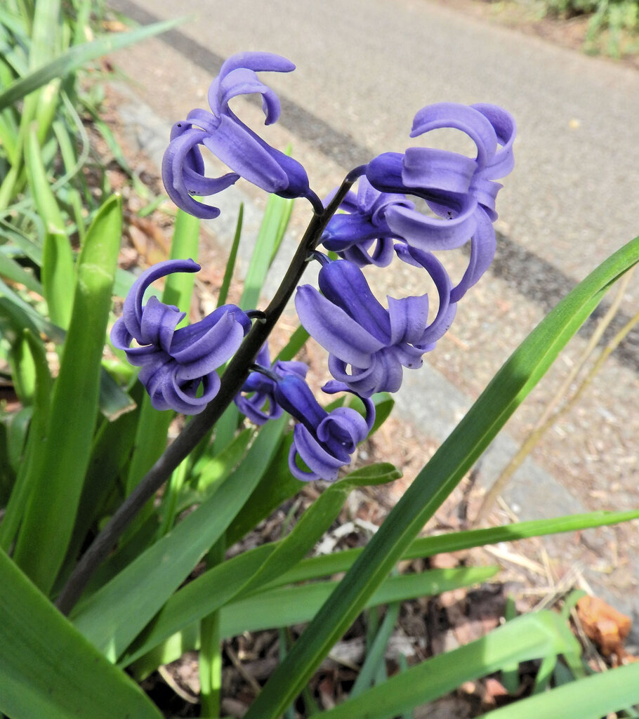 ヒヤシンス　２