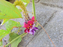葛（クズ）の花　３