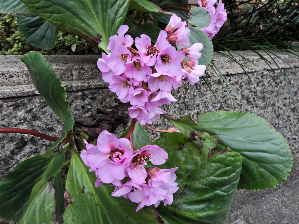 ヒマラヤユキノシタ　１