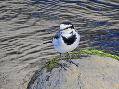 ハクセキレイ　７