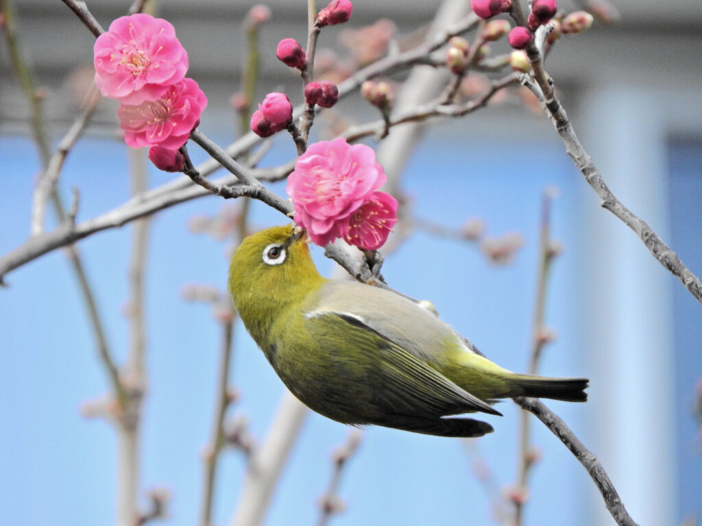 ウメジロー　⑥