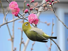 ウメジロー　⑥
