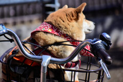 自転車の前篭で散歩だって（∪＾ω＾）わんわんお！　１