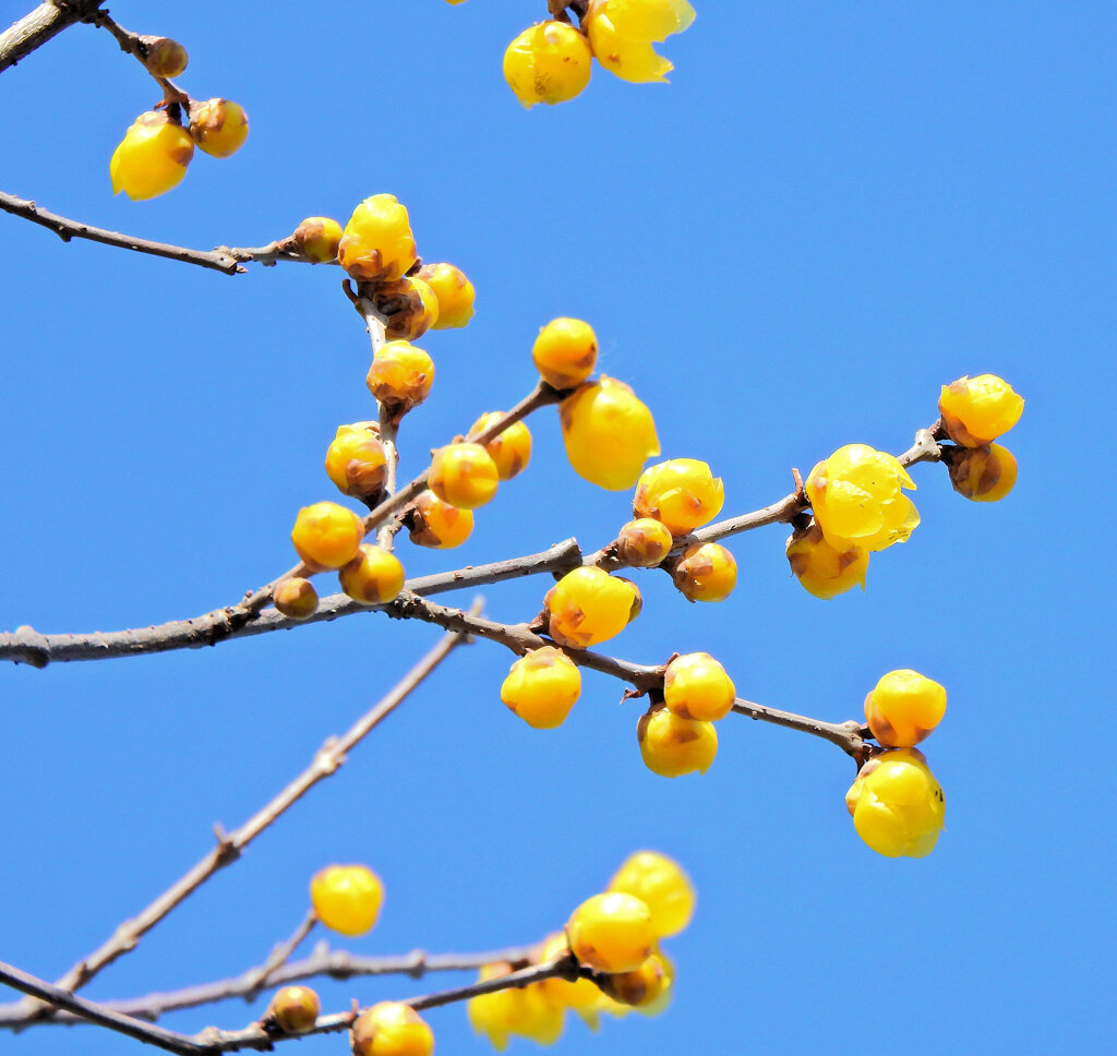 寒風・強風　吹く・・蝋梅　１０