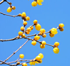 寒風・強風　吹く・・蝋梅　１０