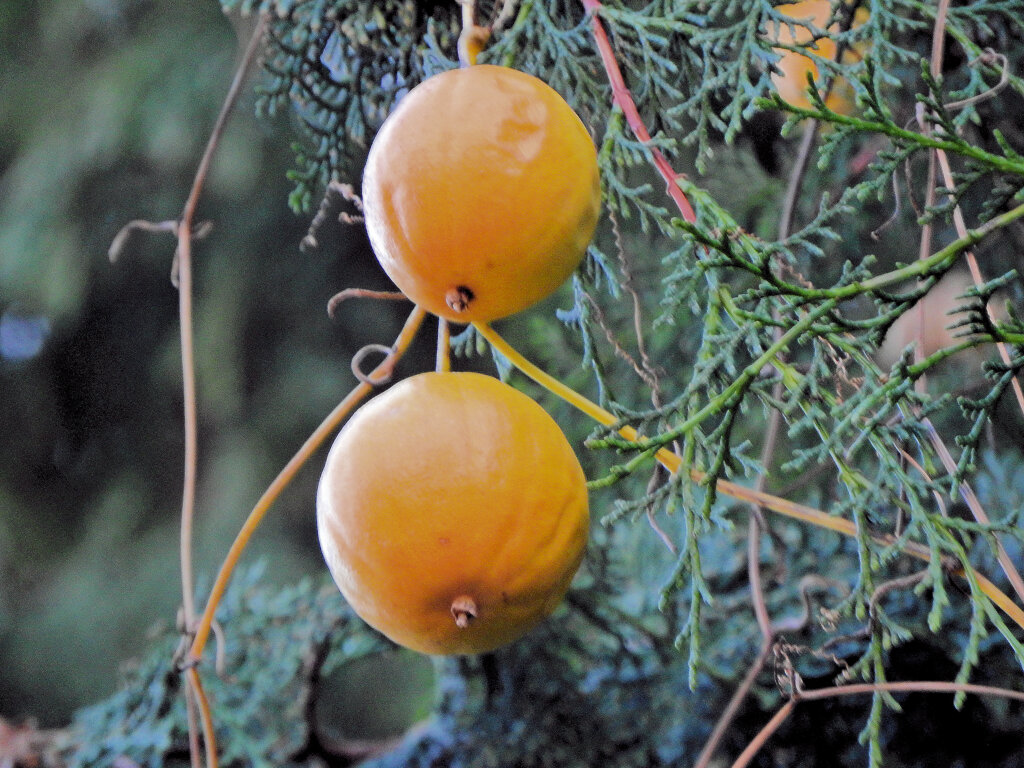 烏瓜 （からすうり）実　２