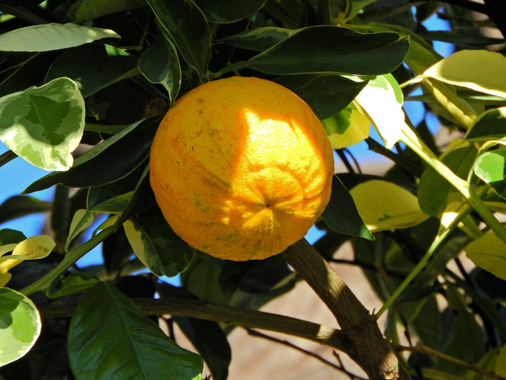 しまだいだい（縞橙、地球柑）２