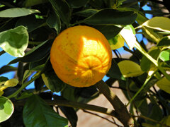 しまだいだい（縞橙、地球柑）２