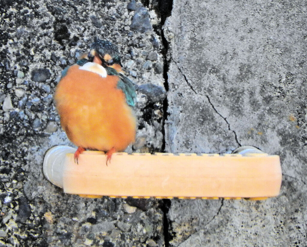 今日の　カワセミ　さん　４