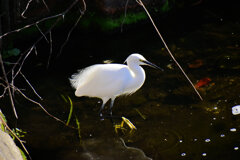 コサギちゃん　３