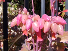 カランコエ　胡蝶の舞　（多肉植物）２