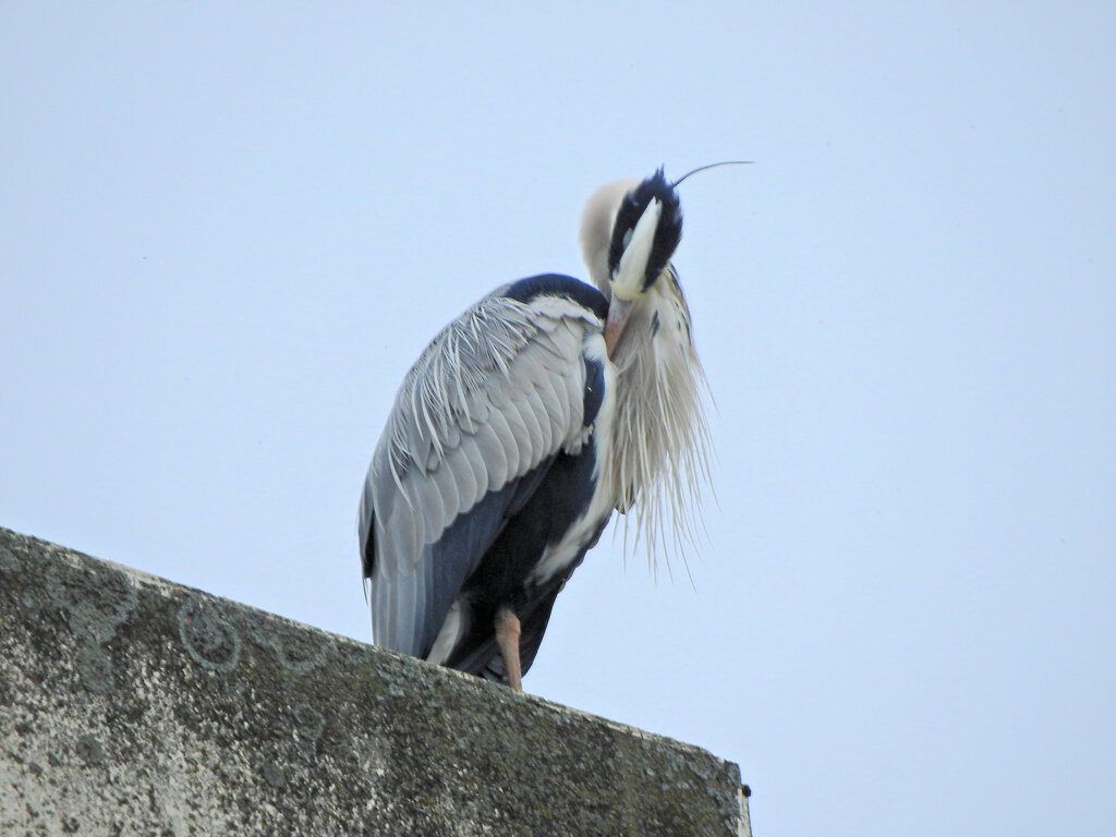 アオサギ　さん　４