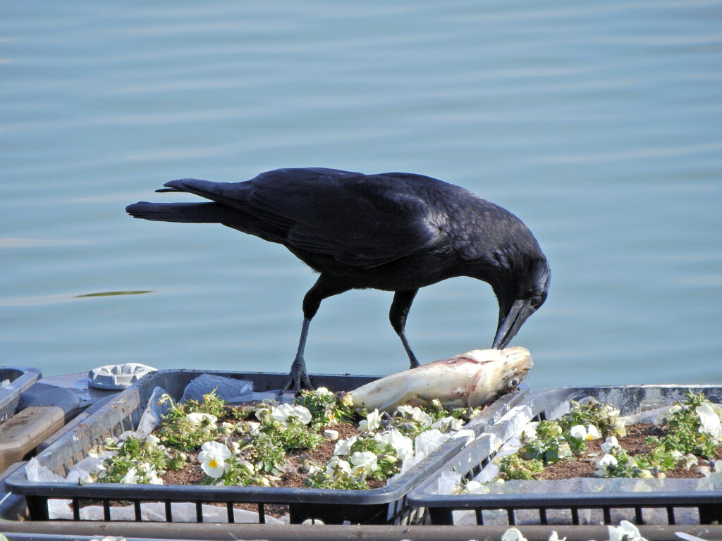 等々力緑地公園・・釣り堀池・・花イカダで　４