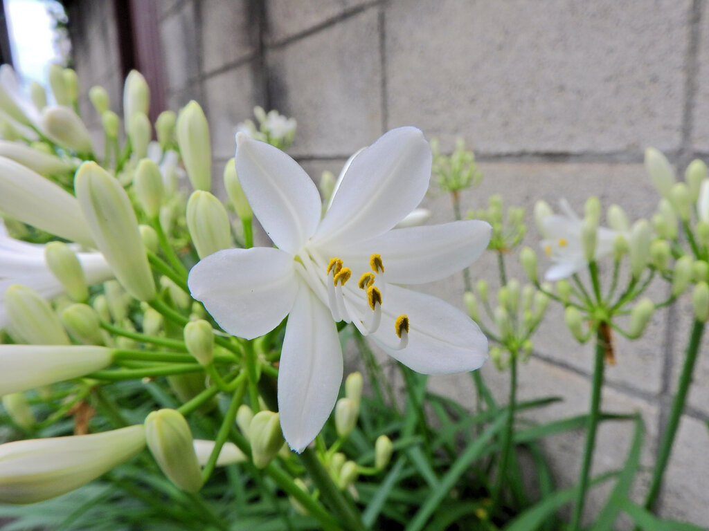 アガパンサス　白花　８