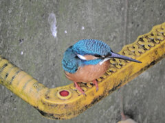 カワセミ　さん　６
