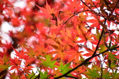 萌え盛る紅葉　８
